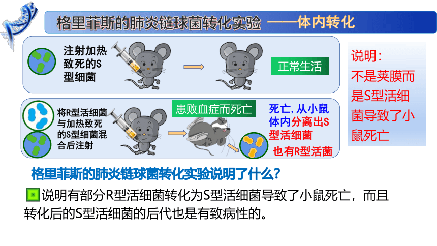 2.1 DNA是主要的遗传物质课件（41张）高一生物（苏教版2019必修2）