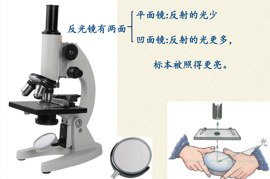 人教版七年级上册生物课件2.1.1练习使用显微镜-课件（43张PPT）