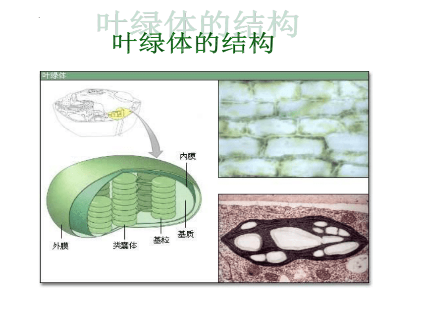 5.4光合作用与能量转化课件（48张ppt）-2022-2023学年高一上学期生物人教版（2019）必修1