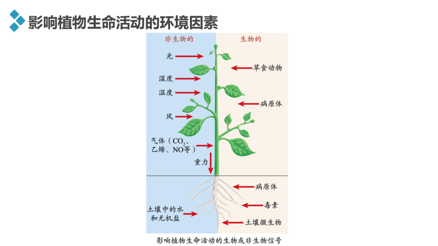 第五章第三节　植物对多种环境信号做出反应课件 浙科版（2019）高中生物选择性必修1（共23张PPT）