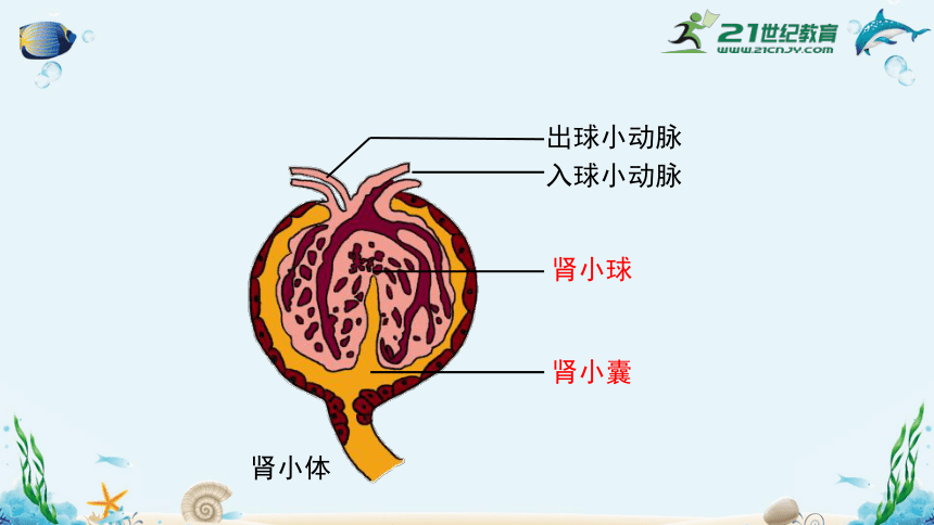 人教版七年级生物下册4.5人体内废物的排出（共35张）