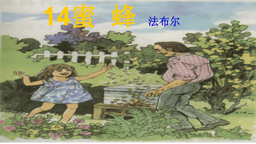 14 蜜蜂 课件(共31张PPT)