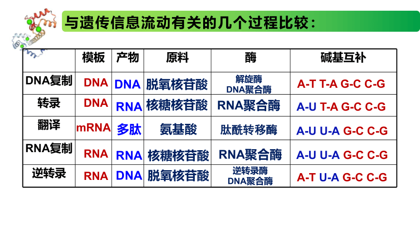 2.3.2 中心法则、细胞分化的本质、表观遗传课件(共22张PPT)高一生物（苏教版2019必修2）