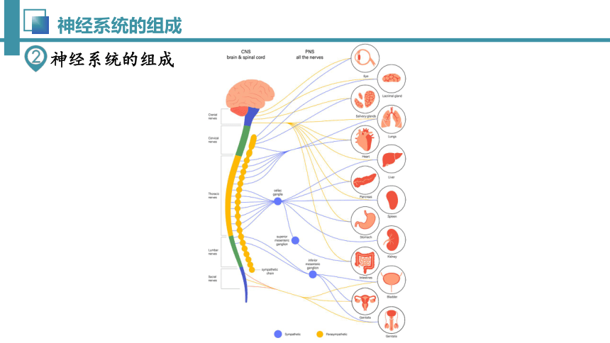 4.6.2 神经系统的组成-七年级生物下册同步精品课堂（人教版）(共32张PPT)