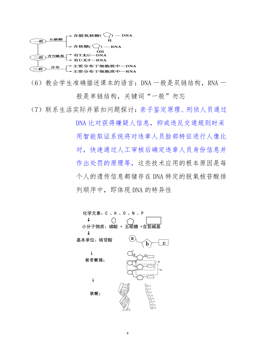 2021-2022学年人教版（2019）高中生物必修1  2.5核酸是遗传信息的携带者（教案）