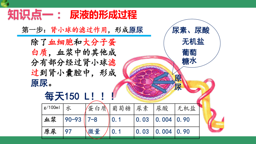 2.3.2.2 尿液的形成和排出（课件）七年级生物下册（冀教版）（共18张PPT）