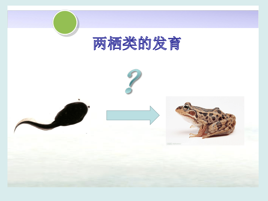 苏科版八上生物 20.2动物的发育 课件(共27张PPT)