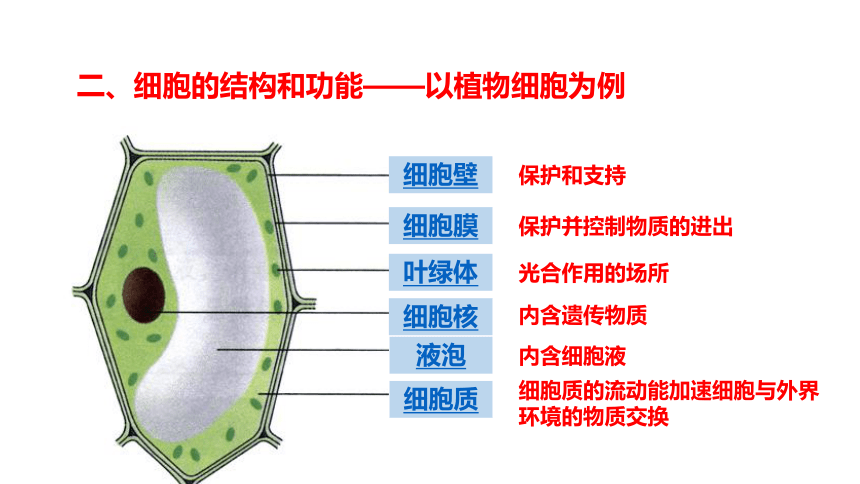 第1单元第2章第1节《细胞——细胞各部分的功能》课件(共16张PPT)