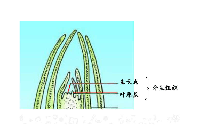 苏教版七年级生物上册 5.4 植物茎的输导功能 教学课件 （32张PPT）