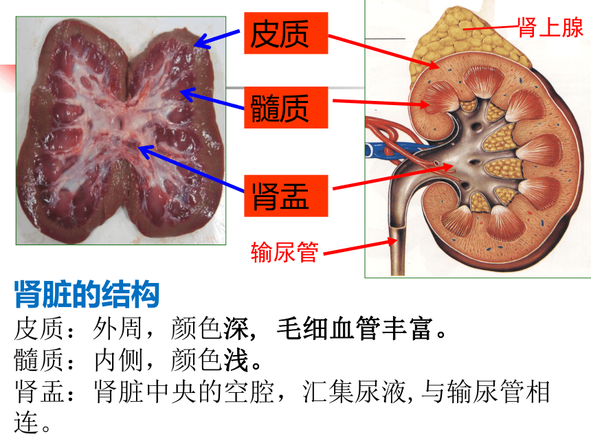 2021--2022学年北师大版生物七年级下册 11.2尿的形成与排出  课件（共35张PPT）