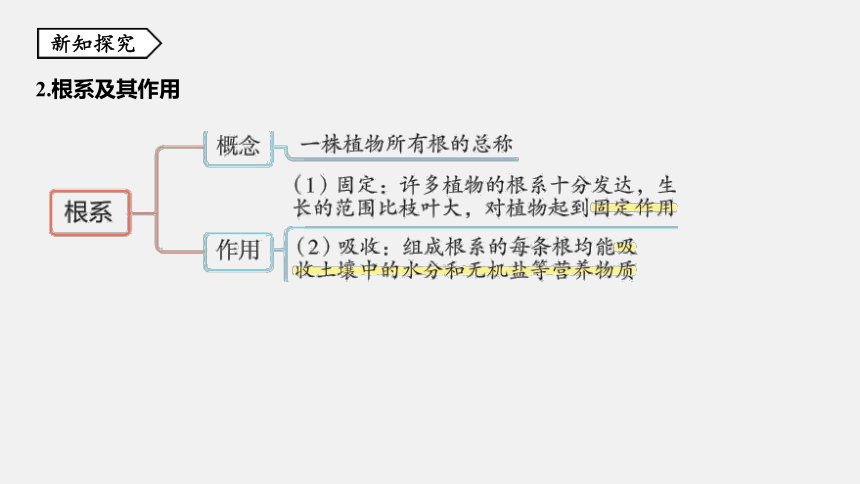 第3节 植物的根与物质吸收 同步练习（44张ppt）