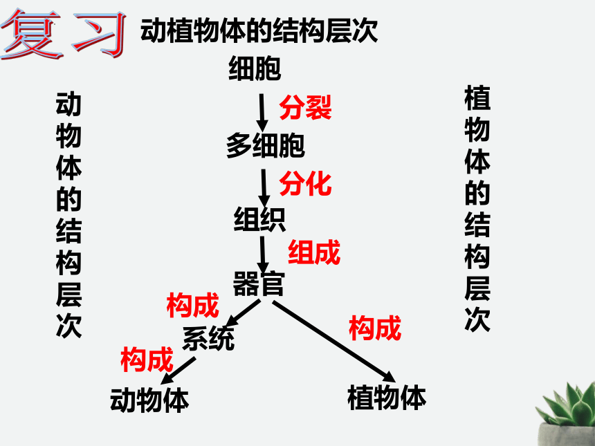 人教版生物七年级上册 2.2.4 单细胞生物 课件(共26张PPT)