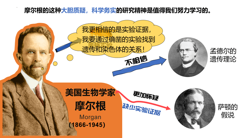 2.2 基因在染色体上课件(共42张PPT)-2023-2024学年高一下学期生物人教版必修2