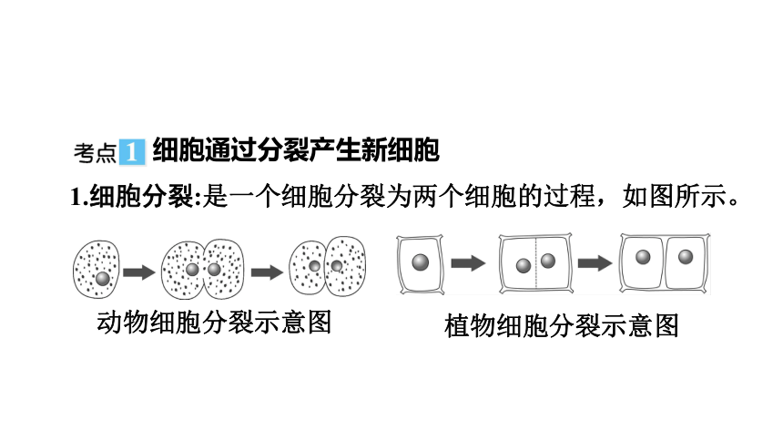 2023年中考生物复习专题课件★★细胞怎样构成生物体