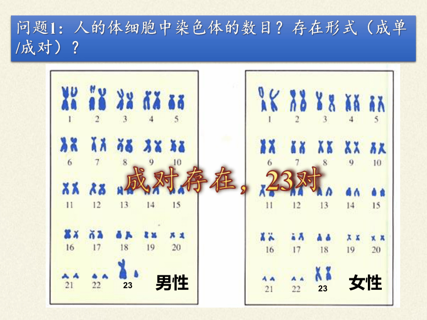 苏教版生物八年级下册 第22章 第三节 人的性别决定课件(共25张PPT)