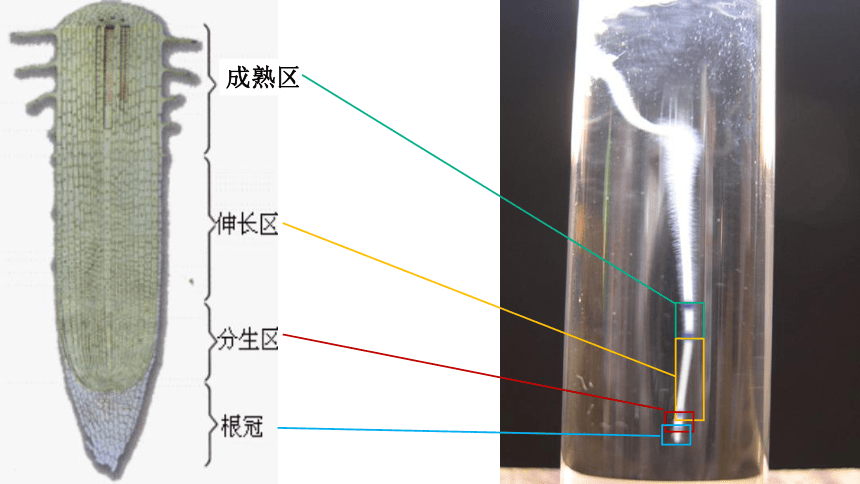 第二节 植株的生长课件(共45张PPT)