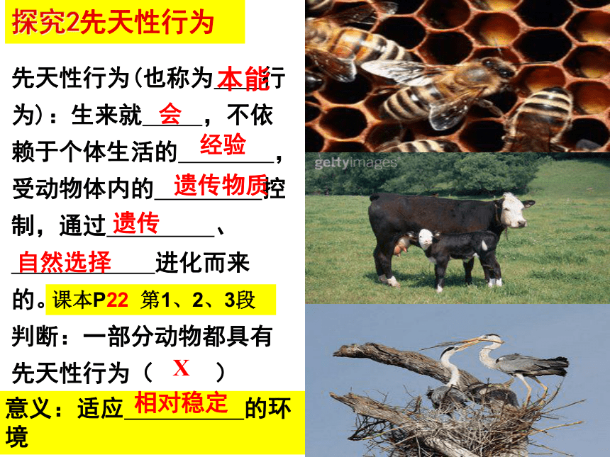 16.1+先天性行为和后天学习行为-2022-2023学年八年级生物上册同步备课优质课件(共22张PPT)