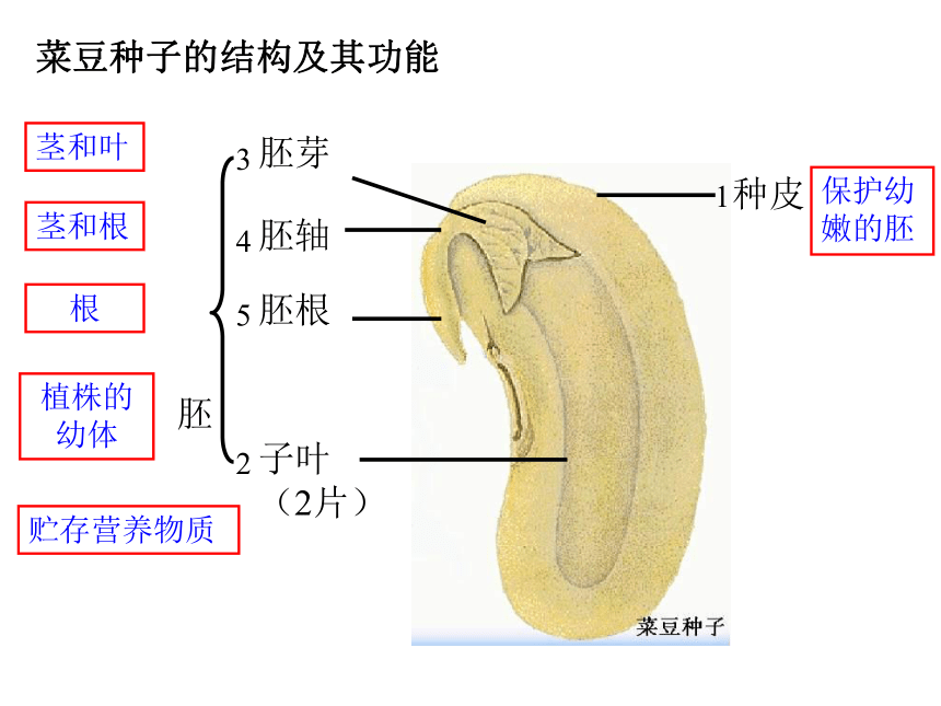 初中生物人教版七年级上册3.1.2种子植物（第一课时）课件(共22张PPT)