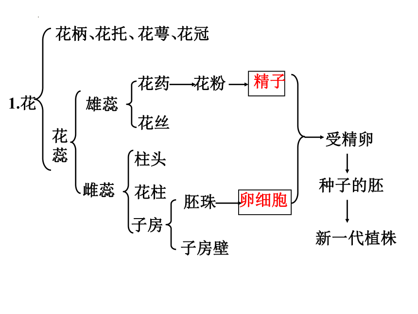 4.1被子植物的一生（1-4节）复习课件（共51张PPT）-2022-2023学年济南版生物八年级上册