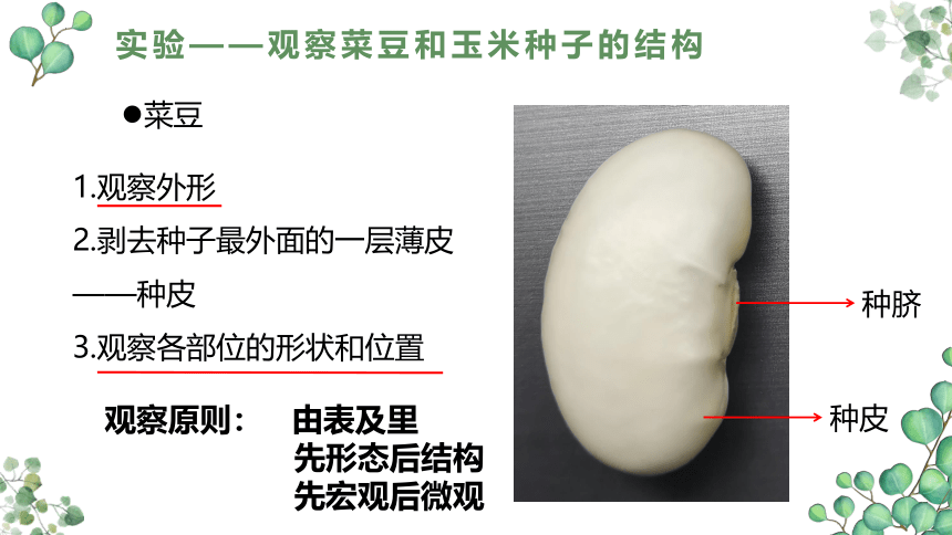 3.1.2种子植物  课件(共36张PPT)2022-2023学年人教版生物七年级上册