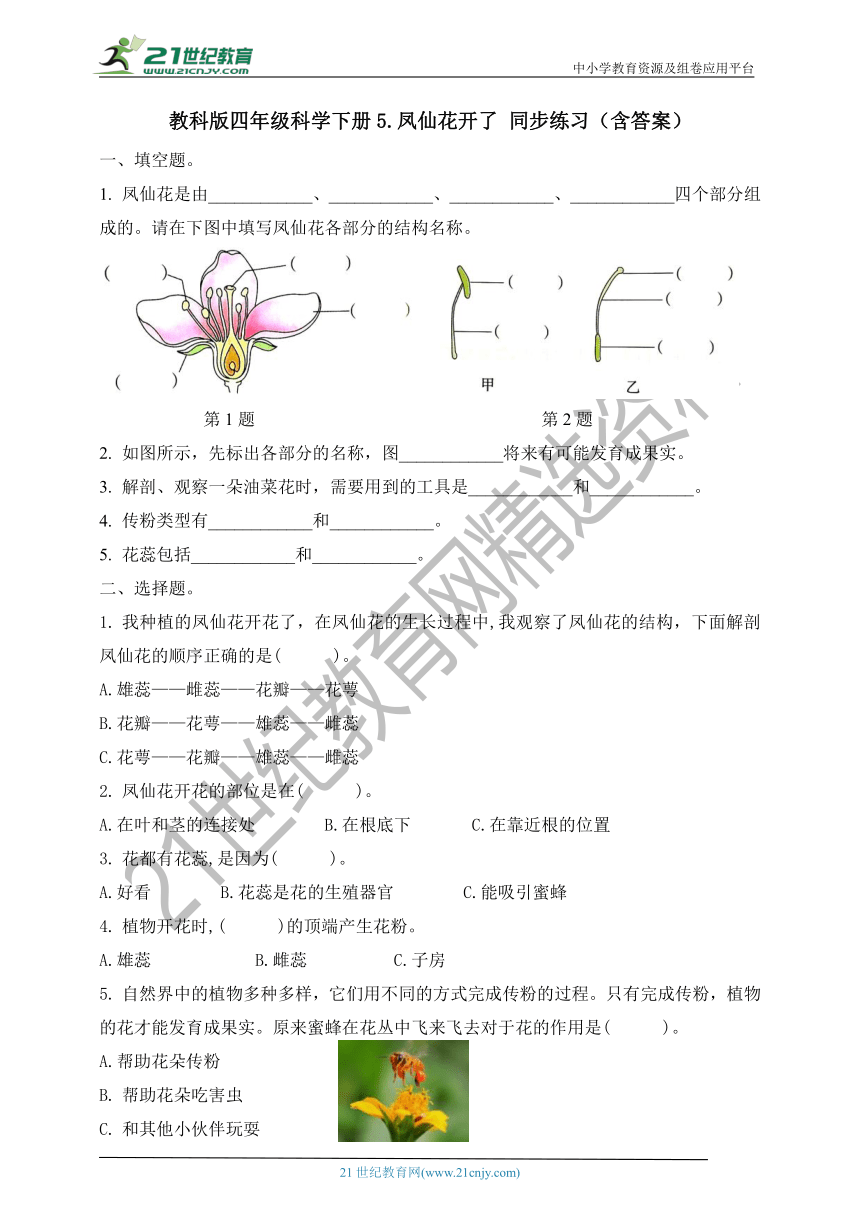 教科版四年级科学下册5.凤仙花开了   同步练习（含答案）