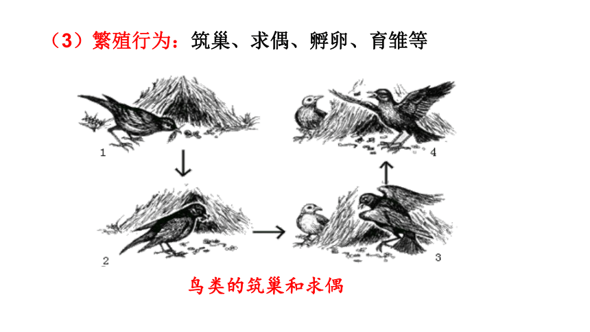 2.第二节  先天性行为和学习行为  课件  全国通用人教版八年级生物上册（共22张PPT）