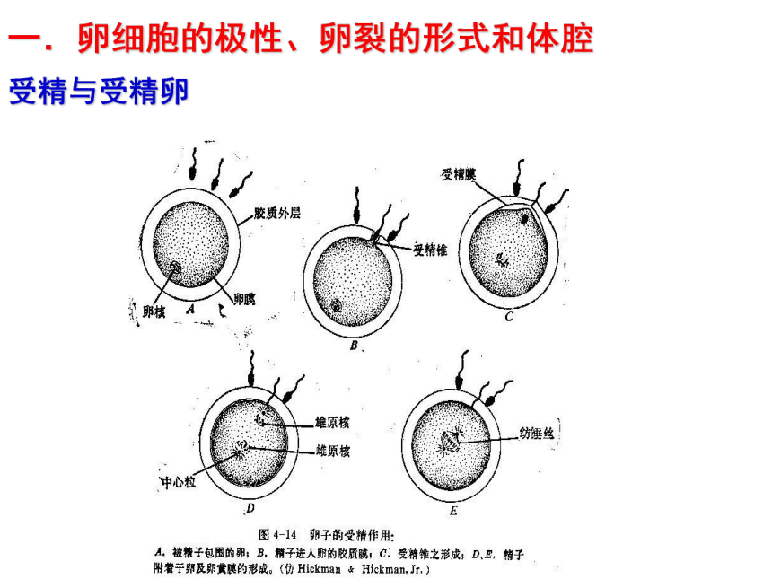 高中生物竞赛动物学教学课件 第四章 多细胞动物的起源 课件（42张ppt）