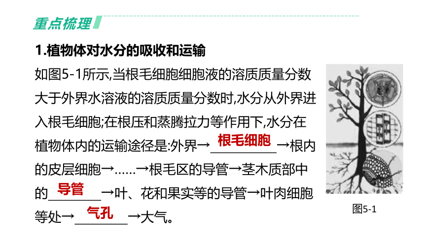 2022年浙江省中考科学一轮复习 第05课时　绿色植物的水和无机盐代谢（课件 34张PPT）