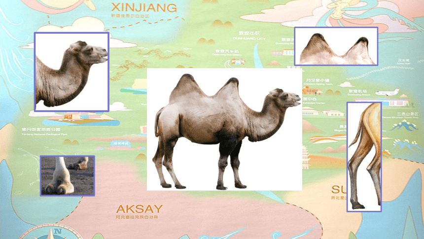 人美版（北京） 四年级下册美术 第19课  电脑美术-沙漠骆驼 ▏课件（20张PPT）