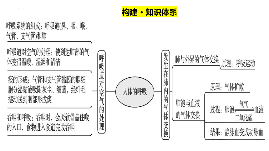 第三章人体的呼吸（复习课件）-七年级生物下册单元复习课件（人教版）(共27张PPT)