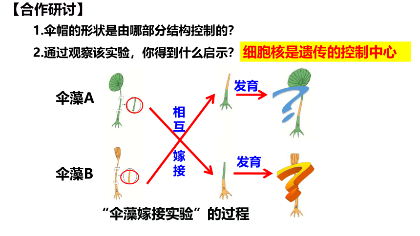 2021--2022学年济南版生物八年级上册 4.4.1遗传的物质基础课件（共25张PPT ）