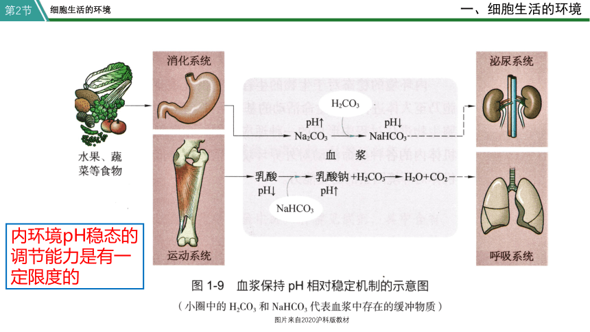 高中生物选修一 1.2 内环境的稳态 课件(共27张PPT)