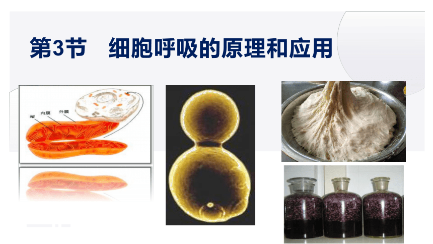 5.3.1 细胞呼吸的原理和应用课件-2022-2023学年高一上学期生物人教版（2019）必修1  课件 (共21张PPT)