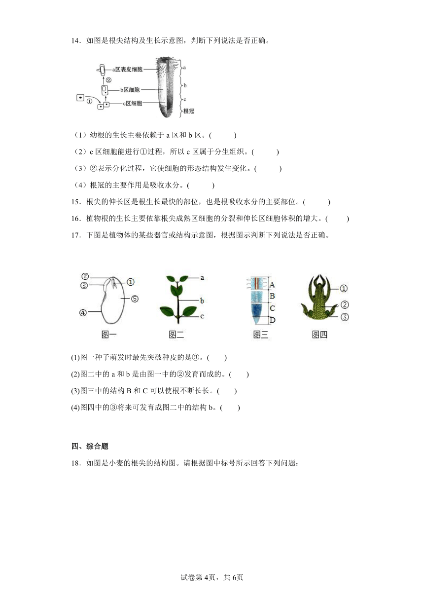 3.2.1根的生长 同步练习（含解析） 冀教版生物八年级上册