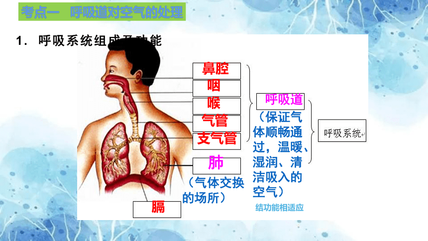 人体的呼吸 课件 (共20张PPT) 2023年中考生物一轮复习（全国通用）