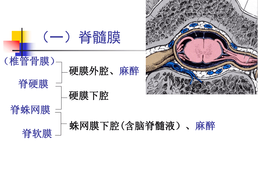 11.神经系统-5  课件(共47张PPT) - 《畜禽解剖生理学》同步教学（高教版）