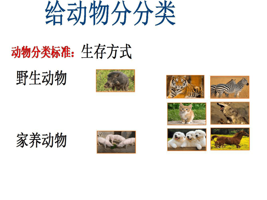 教科版（2001）六年级上册 4.4种类繁多的动物  （课件14ppt）
