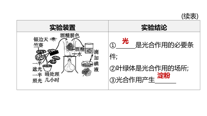 2022年浙江省中考科学一轮复习 第04课时　绿色植物的光合作用和呼吸作用（课件 64张PPT）