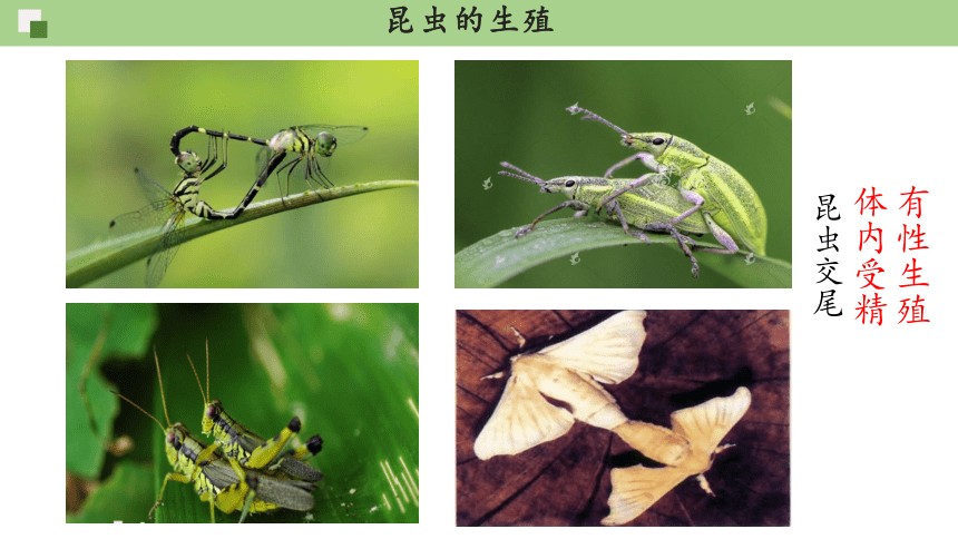 7.1.2昆虫的生殖和发育课件(共22张PPT) 人教版生物八年级下册