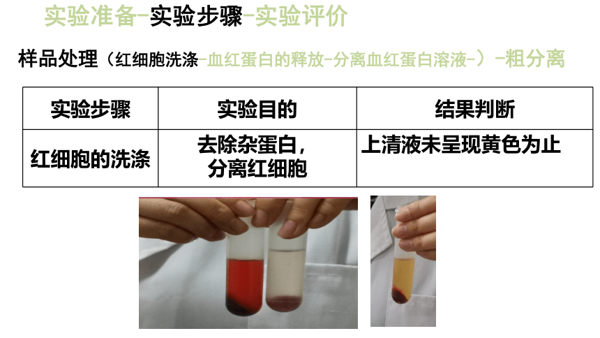 2020-2021学年高二下学期生物人教版选修1  5.3血红蛋白的提取和分离课件 （53张ppt）