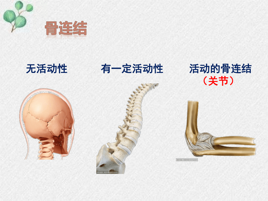 15.2 动物运动的形成课件(共19张PPT)