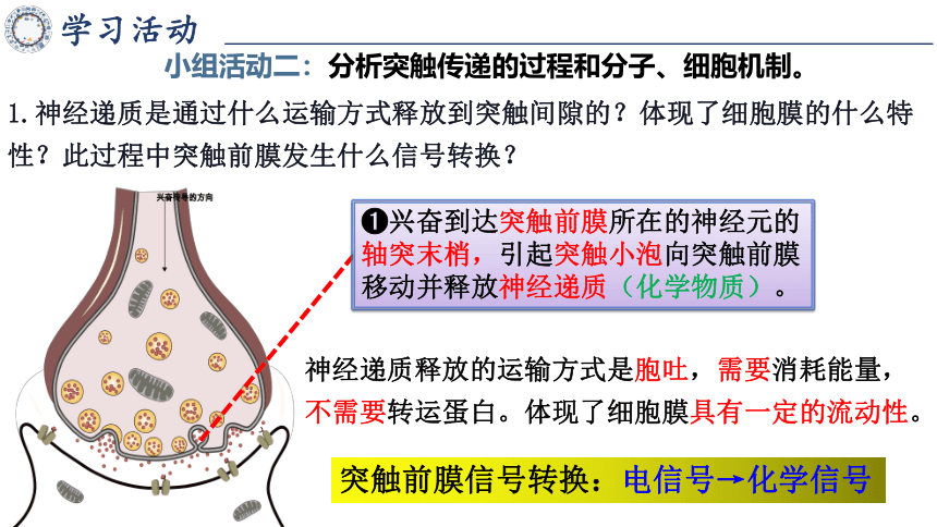 2.3兴奋在神经元之间的传递第2课时课件(共35张PPT2份视频)-人教版（2019）选择性必修1