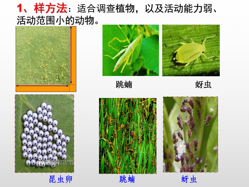 人教（2019）高中生物选择性必修二1.1 种群的数量特征 课件26张