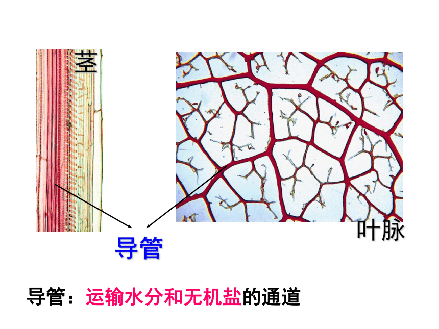 人教版七年级上册3.3  绿色植物与生物圈的水循环课件(共46张PPT)