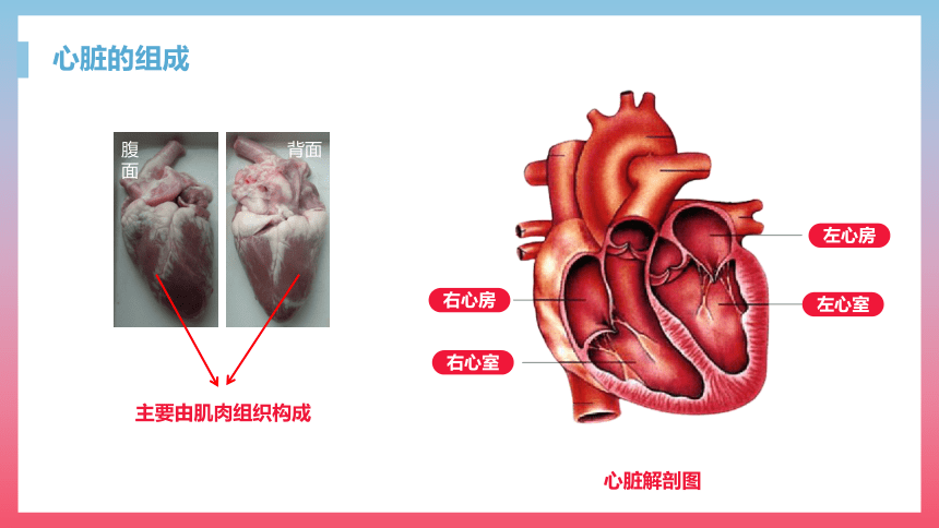 第三节 输送血液的泵──心脏 课件（23张PPT）