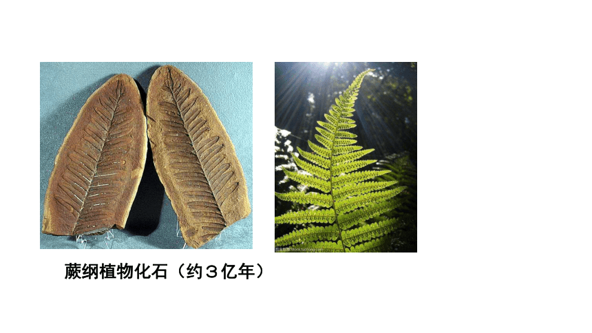 2.3 生物进化课件（20张PPT)