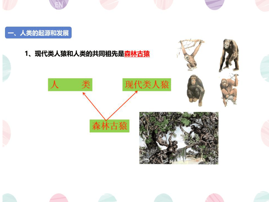 第一、二章复习课件 (共41张PPT)人教版生物七年级下册