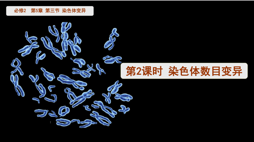 5.3 染色体变异（第2课时）课件(28张ppt) 高中生物 北师大版（2019） 必修二