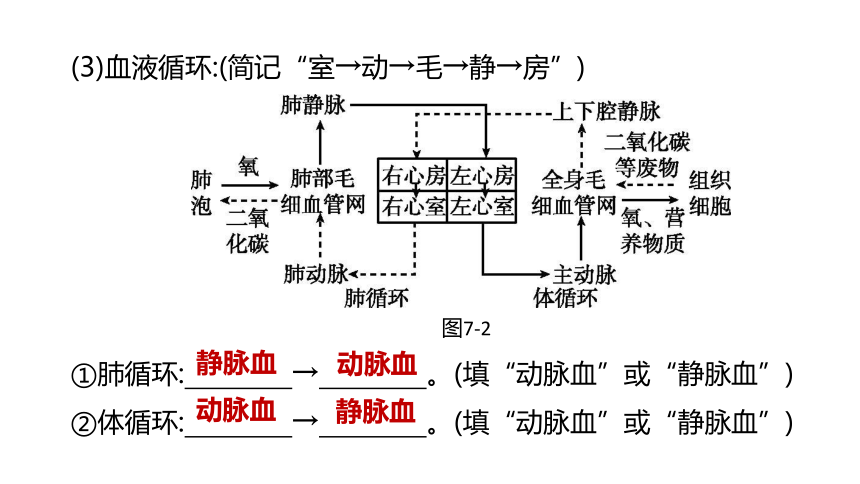 2022年浙江省中考科学一轮复习 第07课时　与人体代谢相关的系统-循环和泌尿（课件 54张PPT）