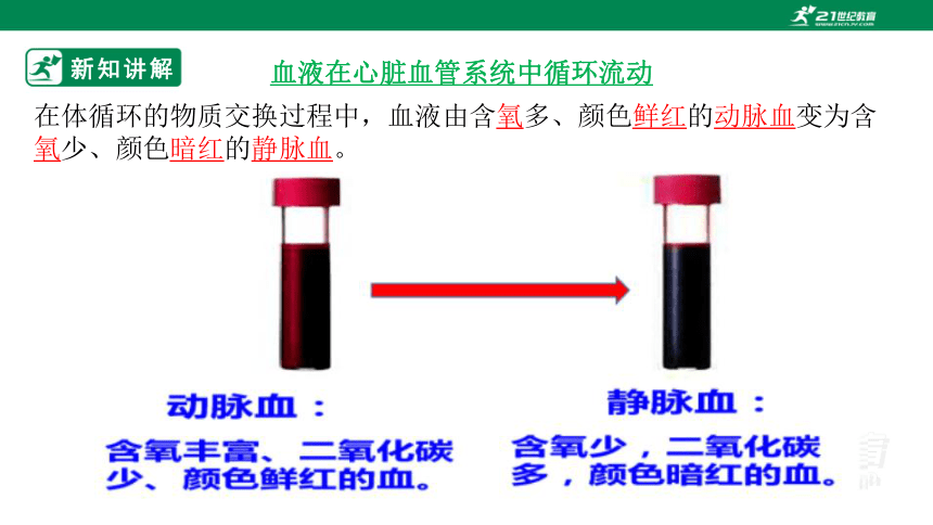 4.9.2 血液循环（二）-2022-2023学年七年级生物下册同步课件（北师大版）(共33张PPT)